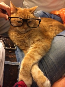 Orange tabby cat wearing black framed glasses sitting on a lap with extended crossed paws